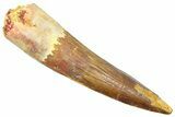 Fossil Spinosaurus Tooth - Real Dinosaur Tooth #361271-1